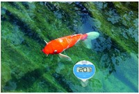 TFA ZwembadThermometer / VijverThermometer draadloos Marbella''''-3